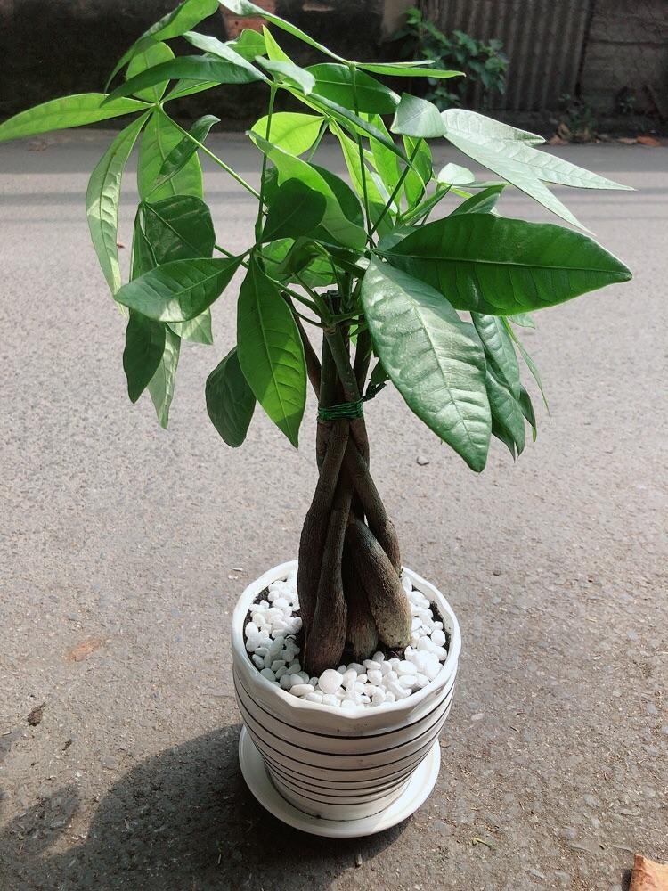 Chậu Cây Kim Ngân Thắt Bính