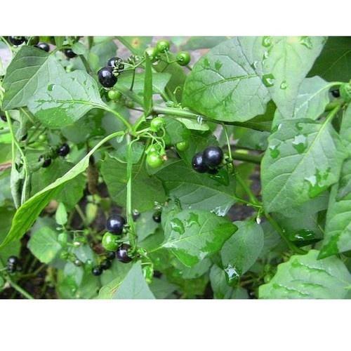 Bầu CÂY RAU TẦM BÓP giống