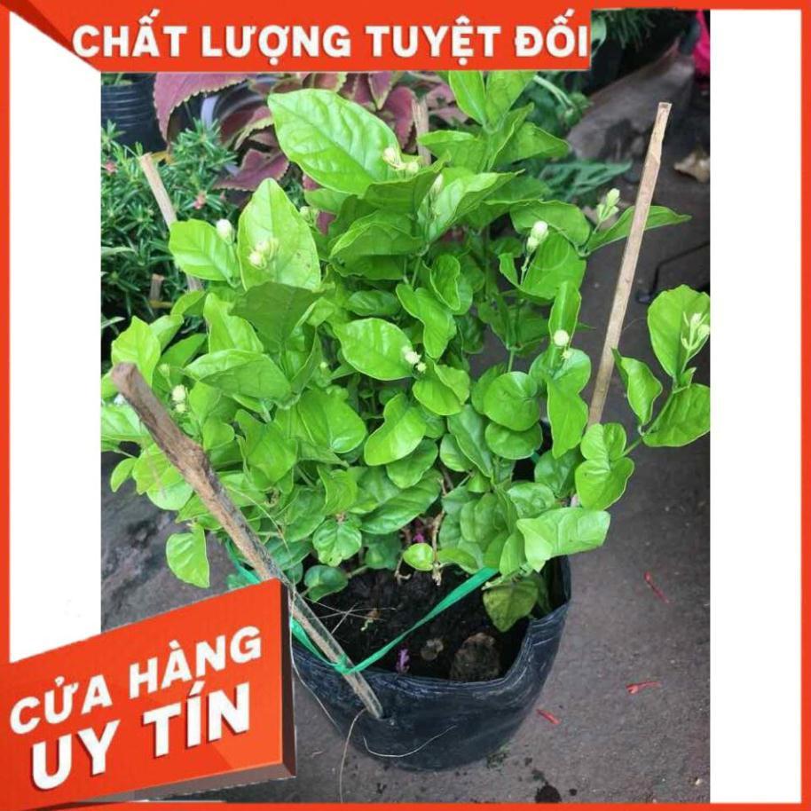 Cây hoa nhài Nhiều Người Mua