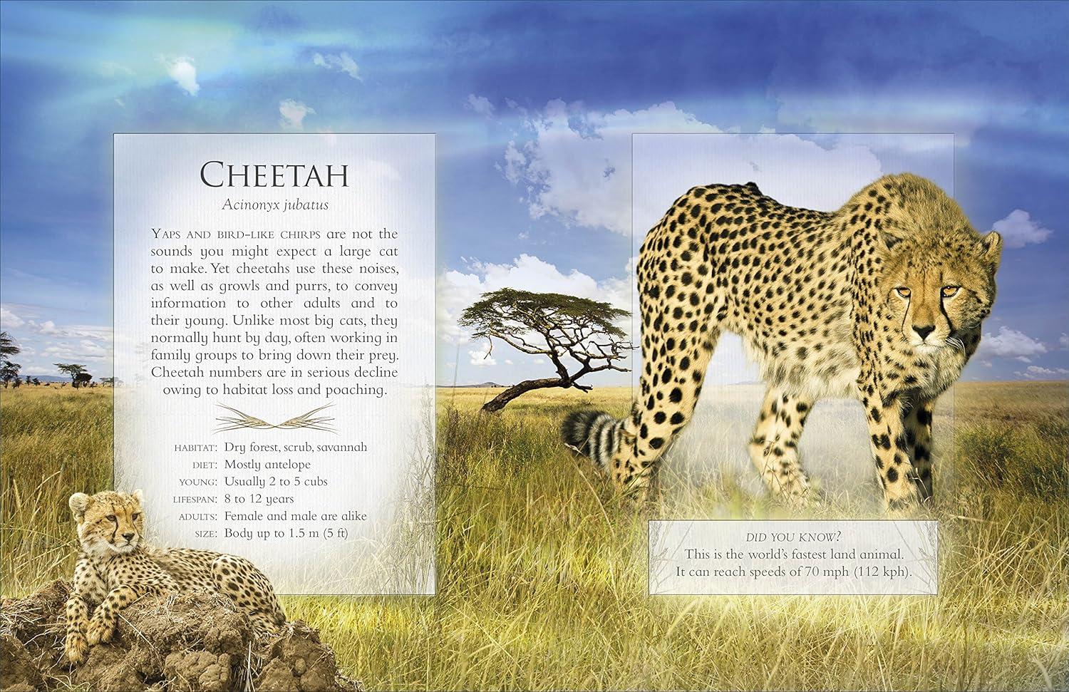 Sách ngoại văn: The Little Book Of Safari Animal Sounds