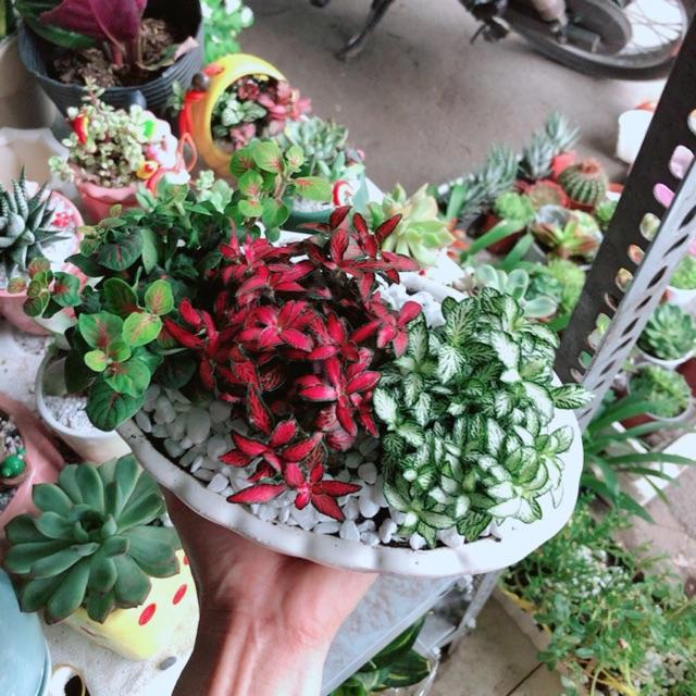 Chậu cây cẩm nhung