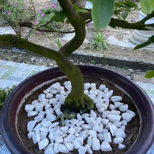 Đá Thach Anh Vụn Dãi Móng Nhà - Đá Phong Thủy