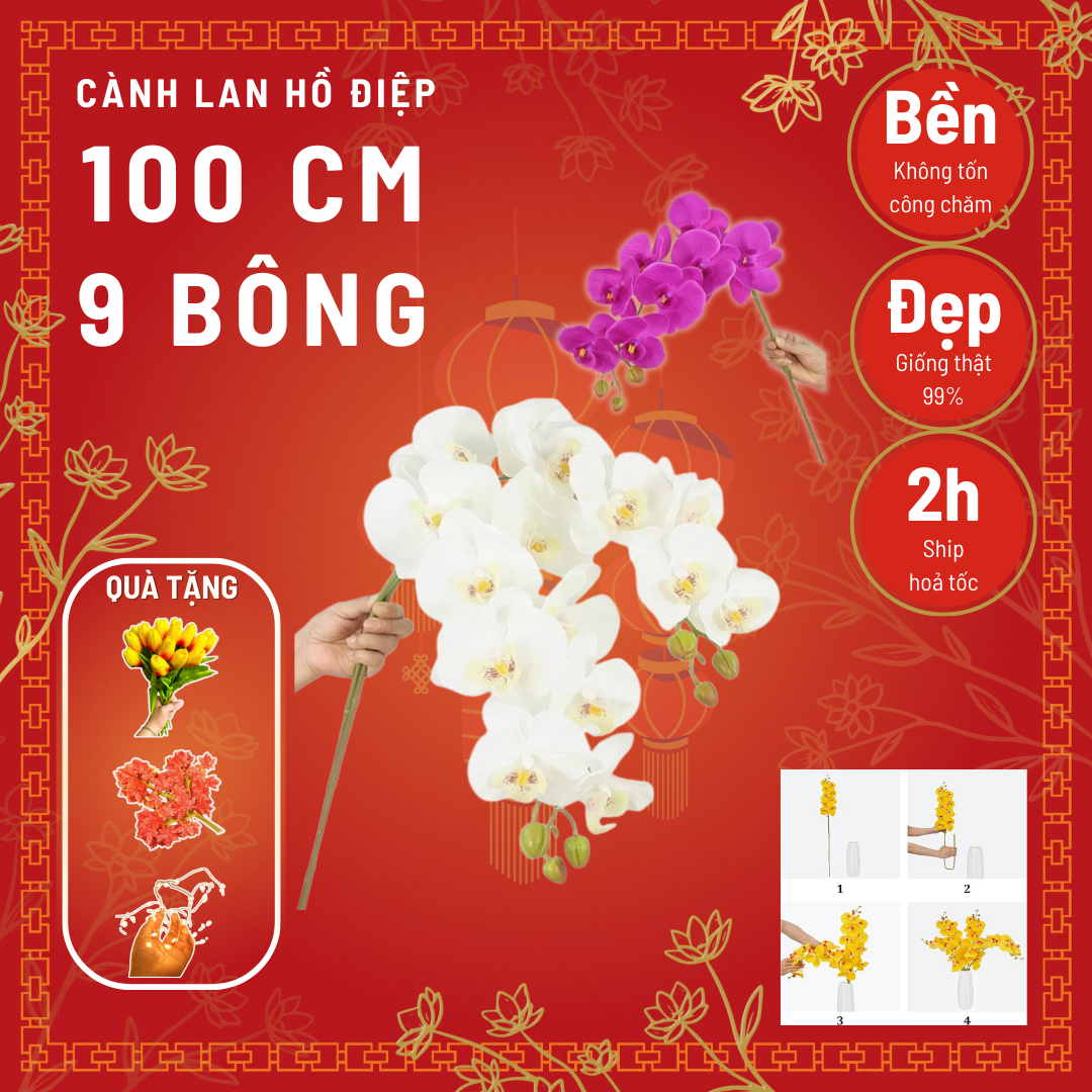 Combo 40 cành lan hồ điệp ảnh thật tự chụp