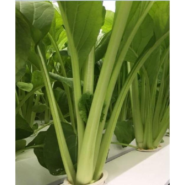 Hạt giống rau Cải ngọt cọng xanh - 1 gói 20gr