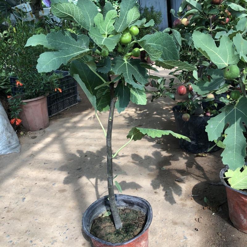 Cây sung mỹ sẵn quả cao 50-70cm cây đẹp sức sống tốt
