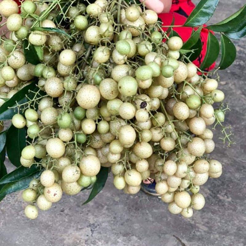 Combo 5 cây móc mật siêu tốt