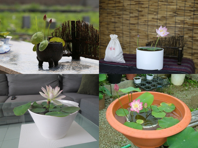 Hạt giống Hoa Sen Mini Nhật, Trồng Trong Chậu nuôi Cá Làm Phong Thủy Tuyệt Đẹp - Nông Sản Vàng