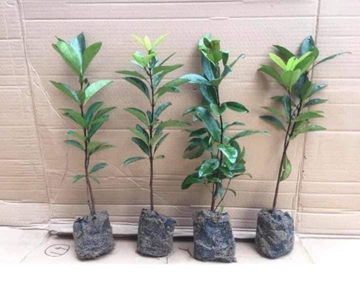 Cây Giống Ổi Sẻ