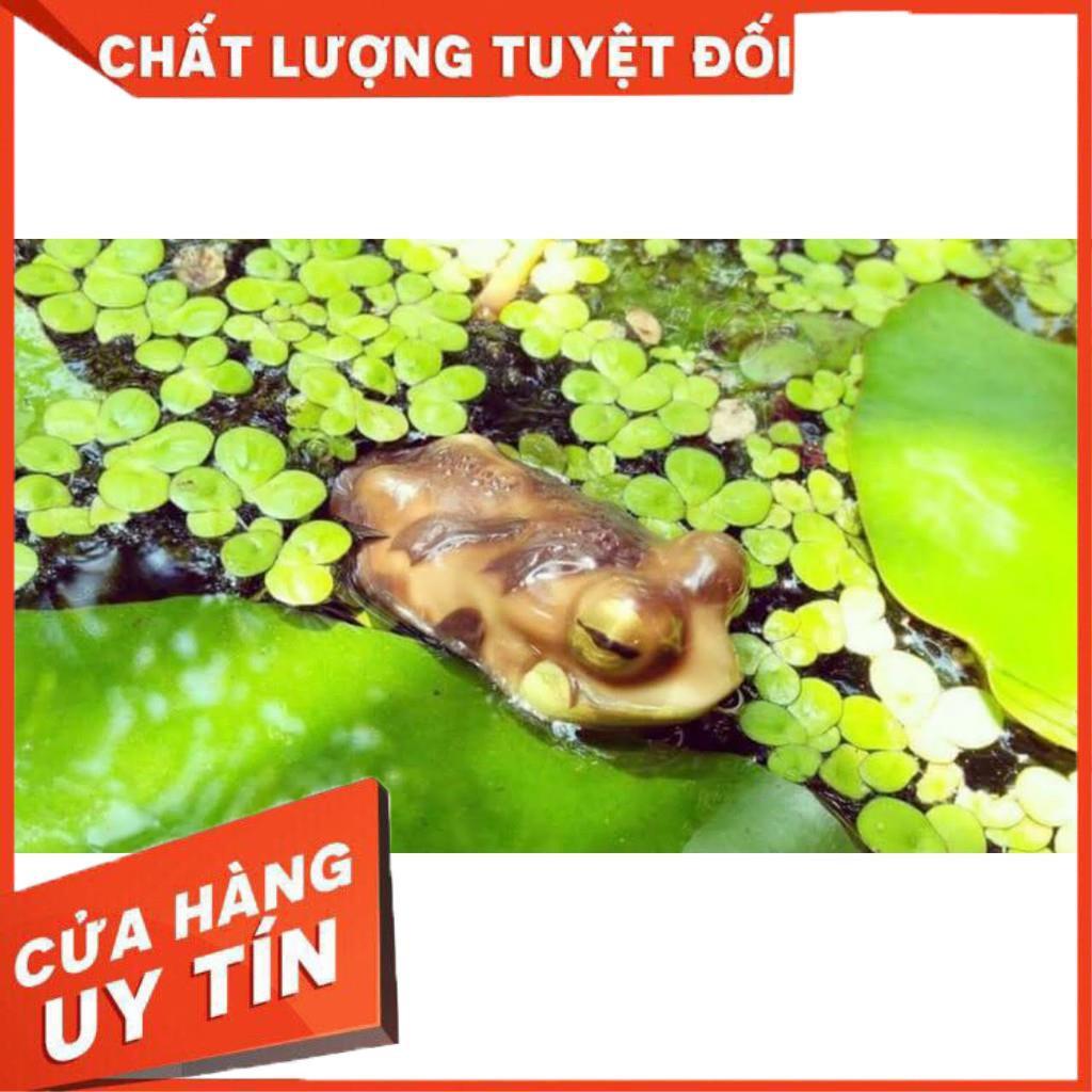 Mồi câu cá lóc  Frogtoon V1 V2 V3 V4