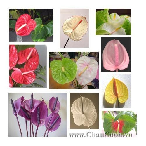Chậu cây hồng môn MÀU HỒNG ĐẬM, cây phong thủy để bàn cho gia chủ vượng khí , nhiều tài lộc - nchmmhd