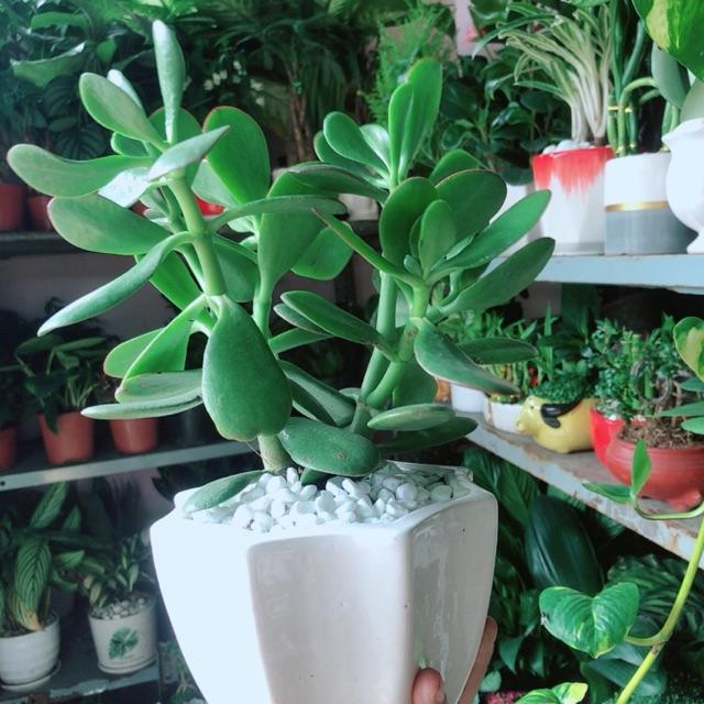 Chậu Cây Ngọc Bích