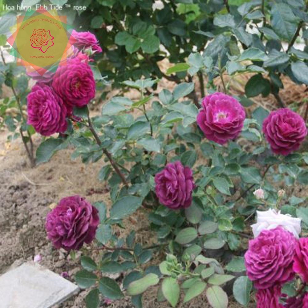 Cây hoa hồng ngoại Ebb Tide Rose tím - Hoa hồng Thăng Long Flower