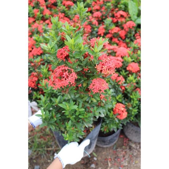 Chậu cây trang sen