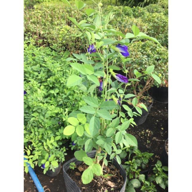 Cây hoa đậu biết