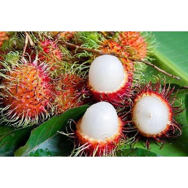 CÂY GIỐNG CHÔM CHÔM NHÃN