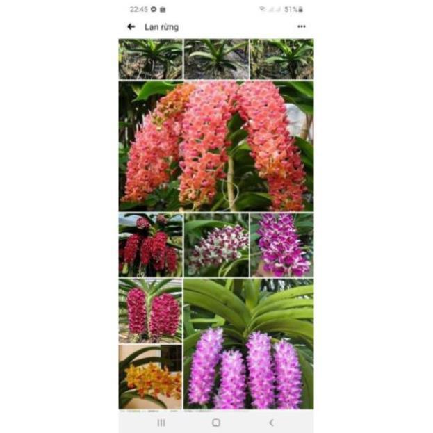 Đai châu chuẩn bị hoa đủ màu