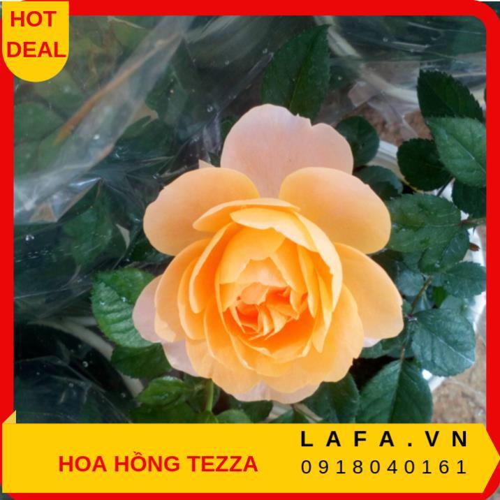 Combo 3 cây hoa hồng tezza - cây có bầu đất khỏe