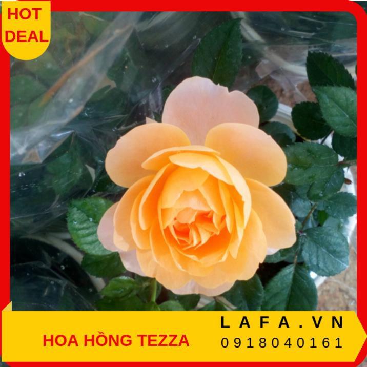 Combo 2 cây hoa hồng tezza - cây có bầu đất khỏe