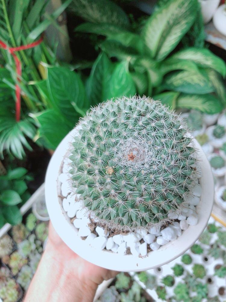 Chậu Xương Rồng