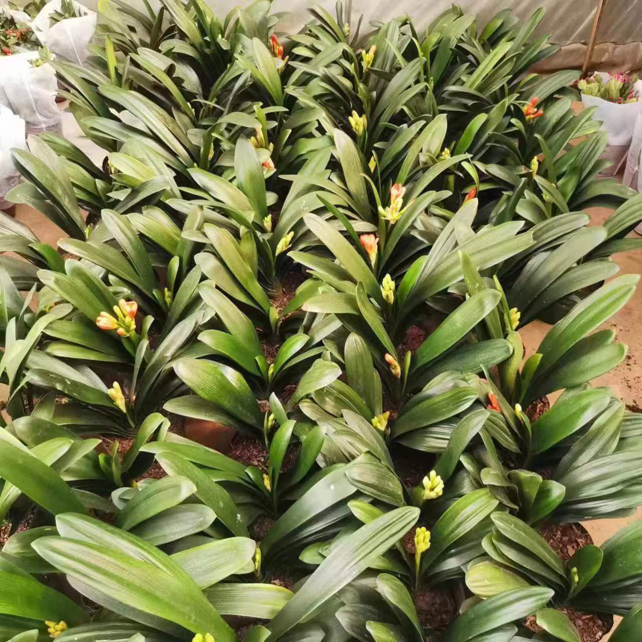 CHẬU LAN QUÂN TỬ NHƯ ẢNH