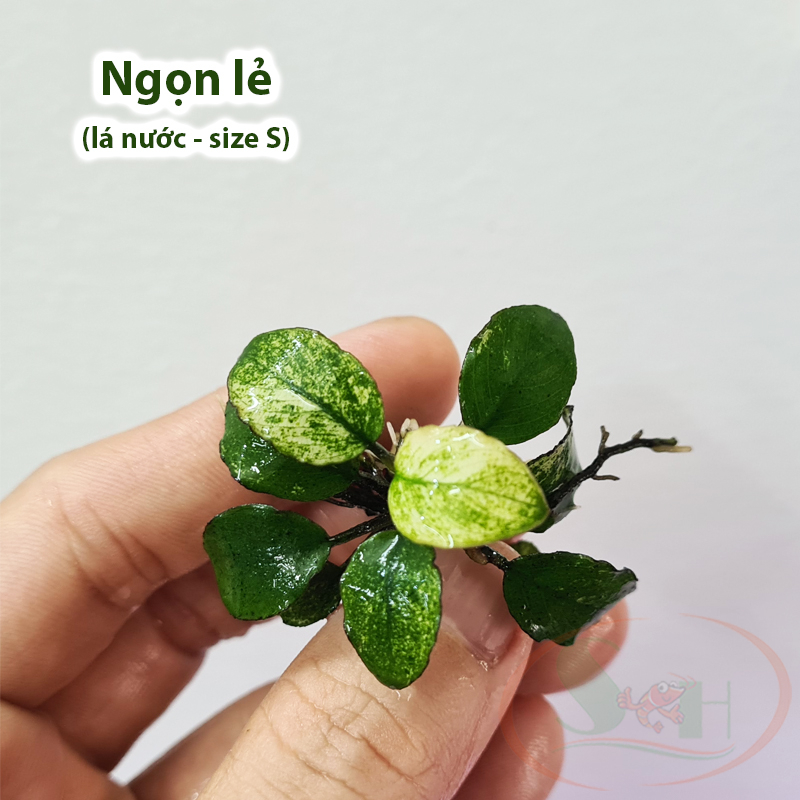 Ráy Anubias Nana Pinto bám giá thể lá nước trồng bể thủy sinh cá tép