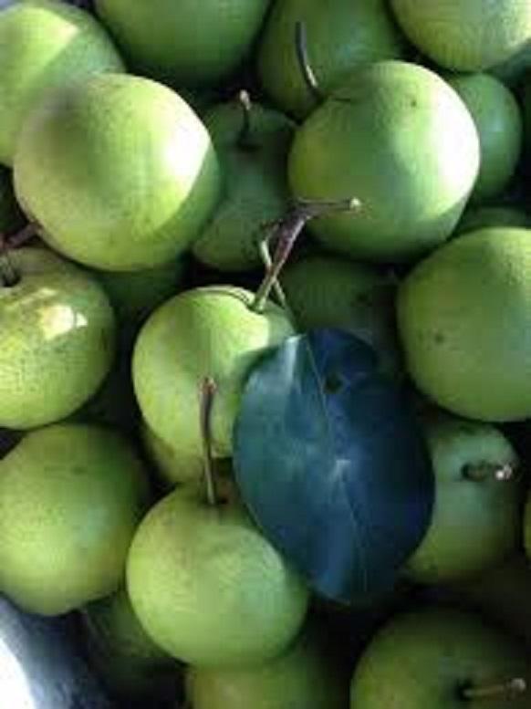 Cây giống Lê xanh