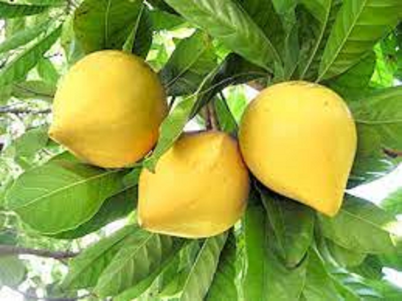 Cây trứng gà giống