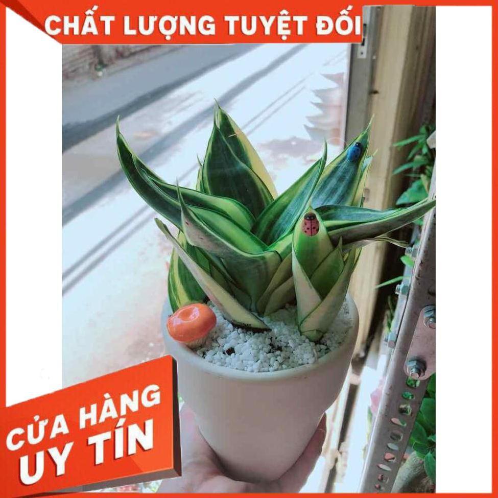 Chậu lưỡi hổ thái Nhiều Người Mua