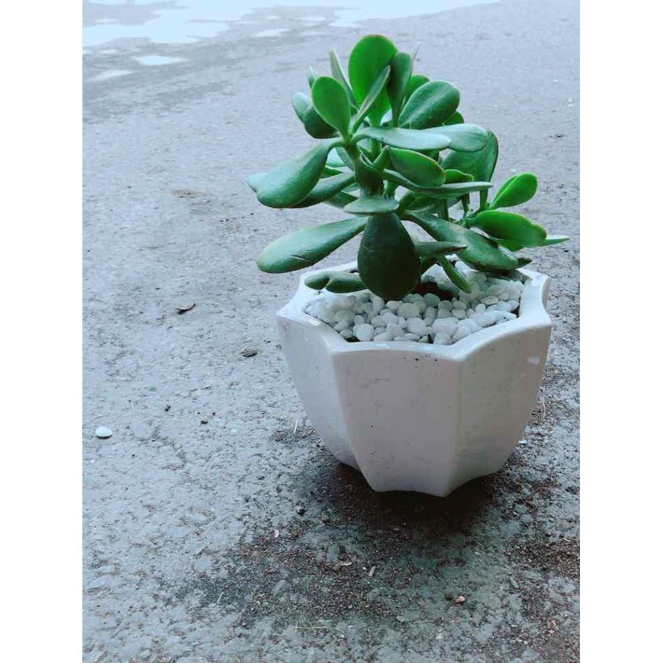 Chậu Ngọc Bích Bán Chạy