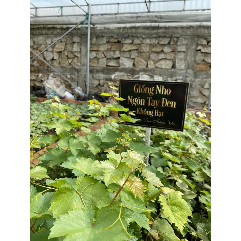 Cây Giống Nho Ngón Tay Mỹ siêu sớm