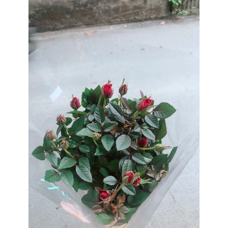 Hoa Hồng Siêu Nụ