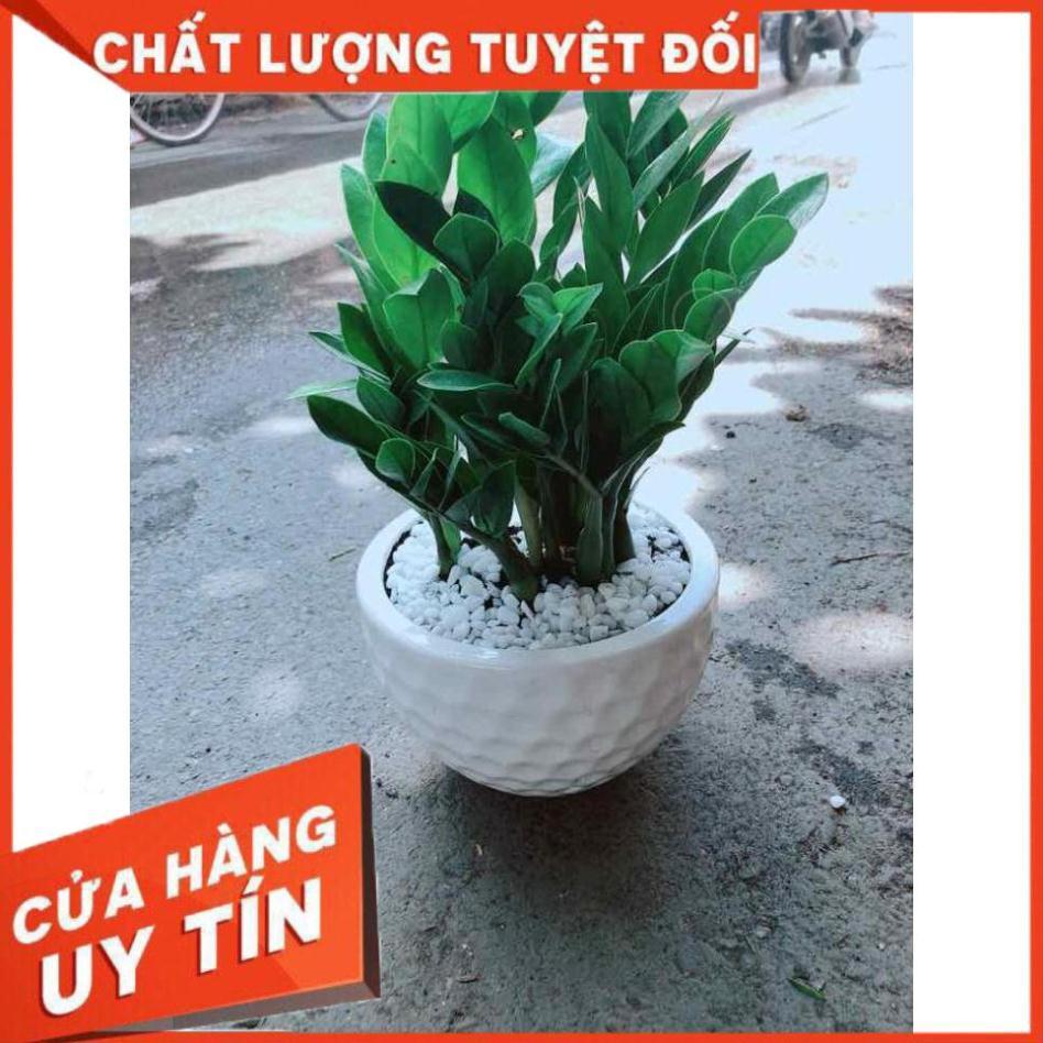 Chậu Kim Tiền Nhiều Người Mua