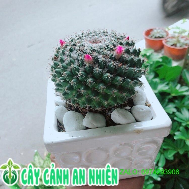 Chậu Cây Xương Rồng Nở Hoa