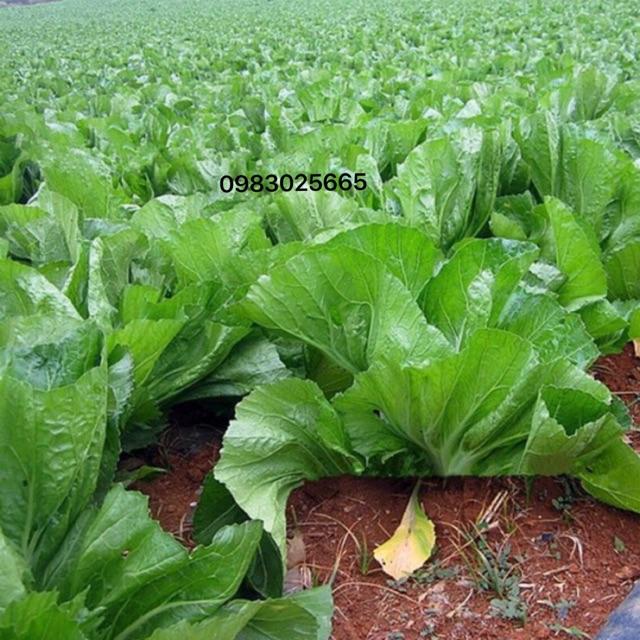 Hạt giống cải bẹ dưa cao sản