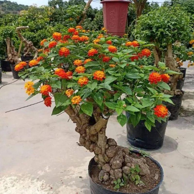 Cây giống hoa ngũ sắc nhiêu màu - cây giống hoa trâm ổi