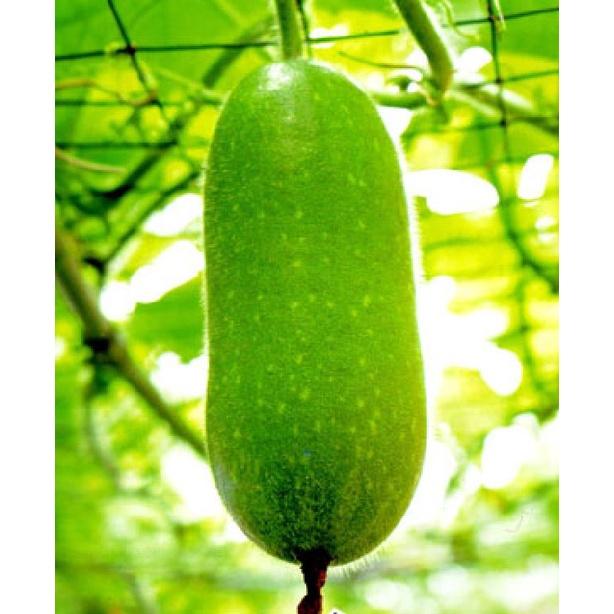 Hạt Giống Bí Đao Chanh AGRI WAXGOURD 999 - )