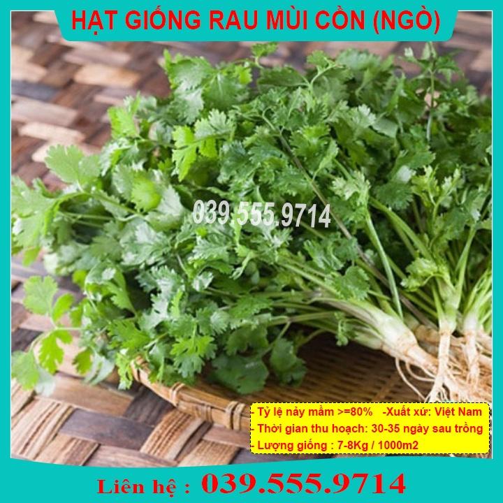 HẠT GIỐNG RAU MÙI   - NGÒ CHỊU NHIỆT MÙI CHỊU NHIỆT 1KG