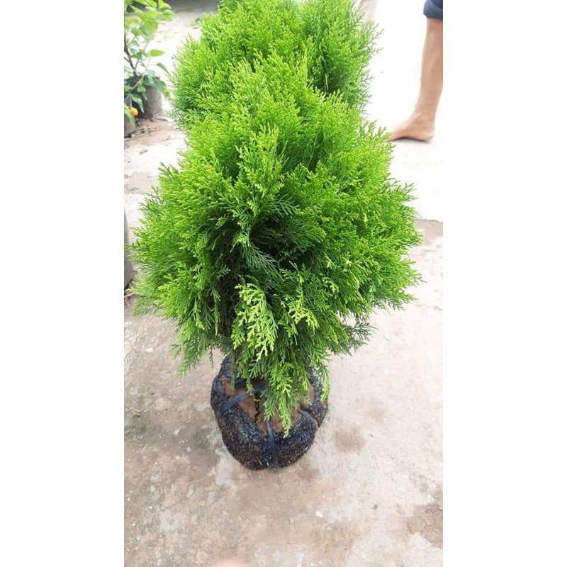 Sản phẩm TÙNG BÁCH DIỆP