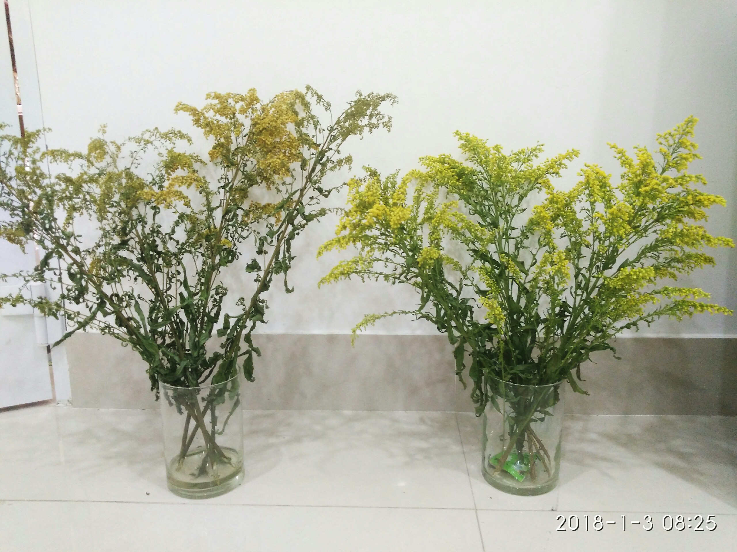 Bột Dưỡng Hoa Cắt Cành Longlife - Food for Cut Flowers - nhập khẩu ISRAEL giúp hoa tươi gấp 2 lần và 14 ngày không thay nước hay cắt tỉa lại gốc hoa