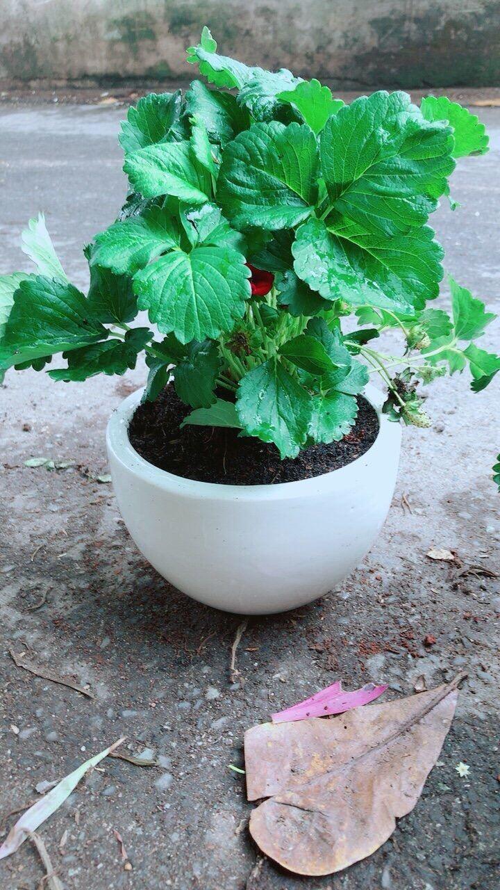 Chậu Cây Dâu Tây