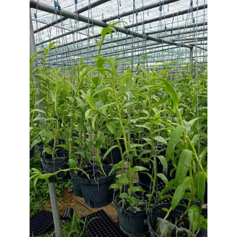 Phi điệp hàng đài côc 1 thân