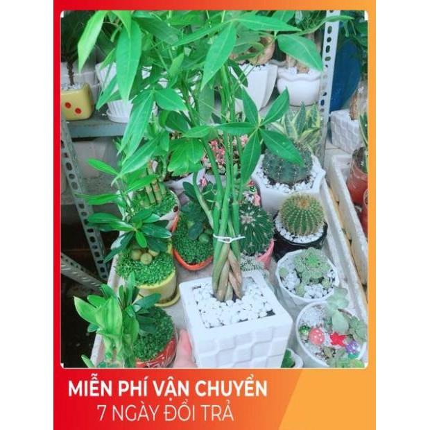 Chậu Kim Ngân 7 Thân