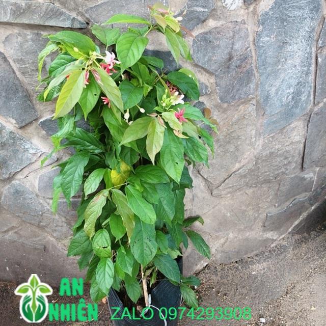Cây Trang Leo