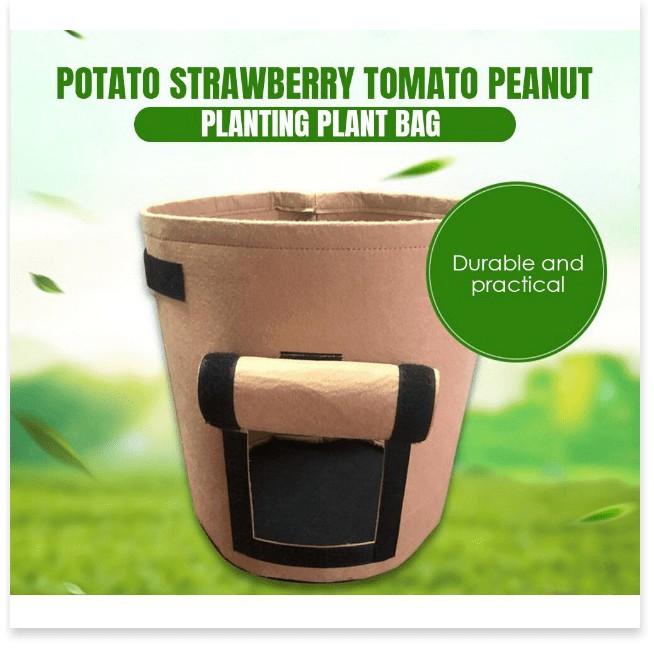 TRỒNG TÚI XANH Chậu trồng cây, củ giống môi trường 30x35cm