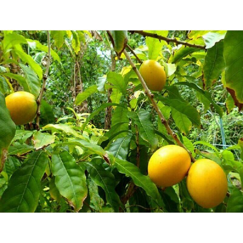 Cây giống vú sữa hoàng kim siêu tốt