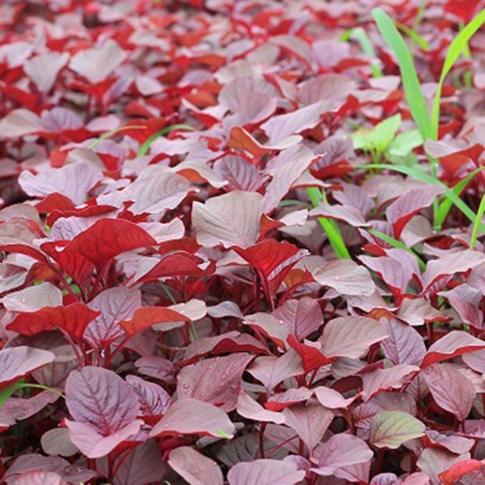 Hạt Giống Rau Dền Tía Phú Nông Seeds - Shop Phân Bón và Hạt Giống