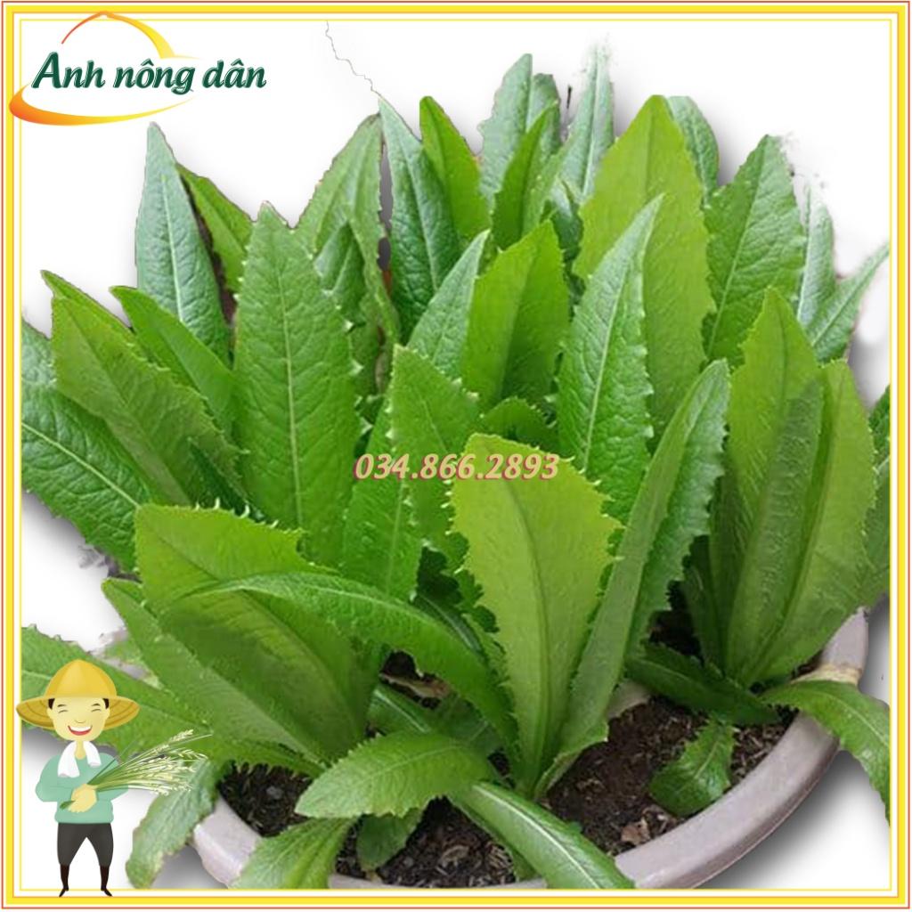 Gói 5g Hạt giống rau diếp thơm năng suất cao, chống chịu khỏe, dễ chăm sóc - Anh nông dân chính hiệu