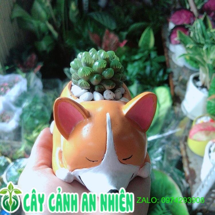 Chậu Cây Kim Cương Xanh Lá