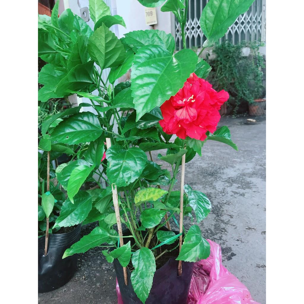 Hoa Dâm Bụt Đỏ