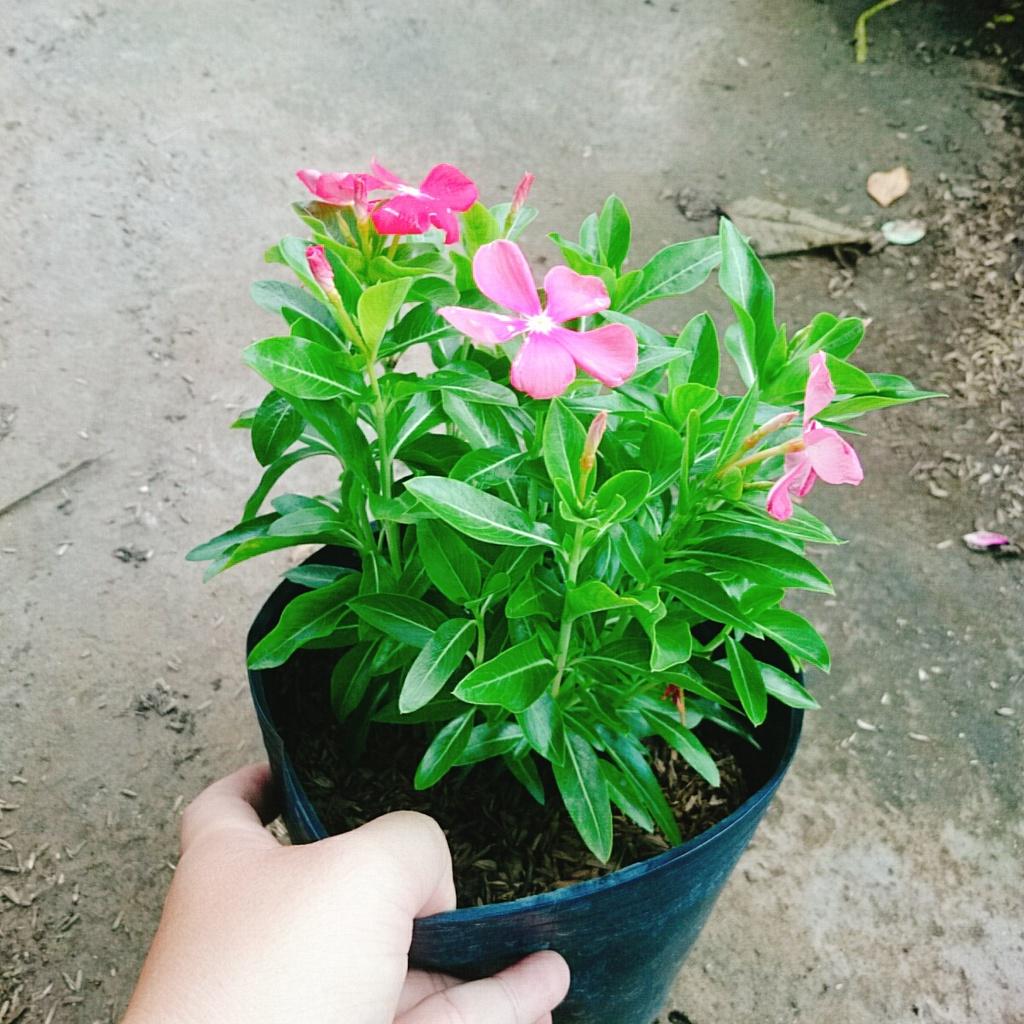 Cây hoa dừa cạn nhiều màu , cây nở hoa rực rỡ quanh năm, cây hoa cảnh trồng ban công, sân vườn + tặng phân bón